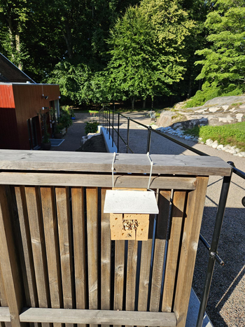 Bildet kan inneholde: anlegg, tre, tre, biome, skygge.